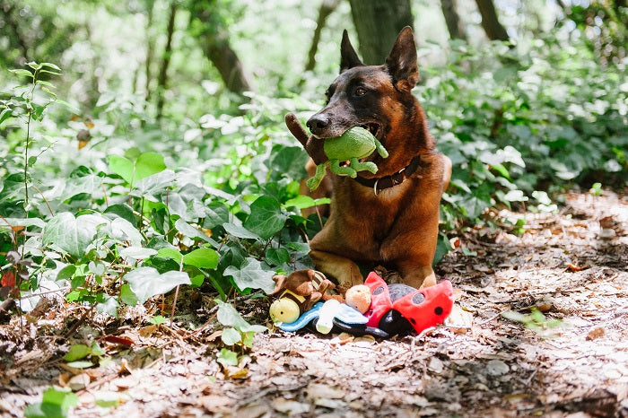 P.L.A.Y Bugging Out Collection - Ryan the Rhino Beetle with dog laying in ivy on a dirt trail with green beetle toy in it's mouth