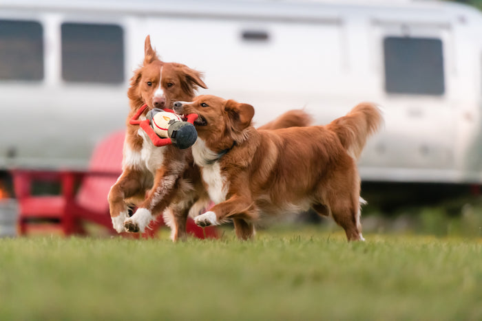 Camp Corbin Collection Pack Leader Lantern Toy by P.L.A.Y. being held by two dogs running through a campsite