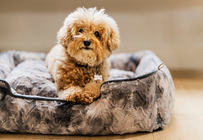 P.L.A.Y. Dreamland Lounge Bed Collection - Frost Gray with small fluffy dog laying on bed