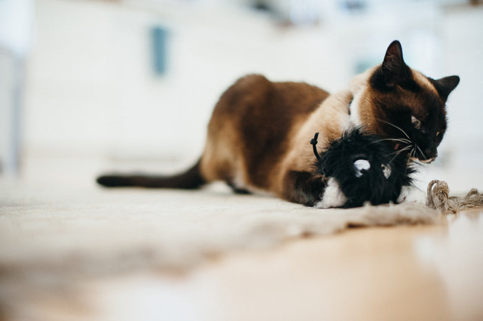 P.L.A.Y. Feline Frenzy Frisky Furball Toy lifestyle image with cat holding onto the toy with front paws and biting at one of the dangling knots on a rug
