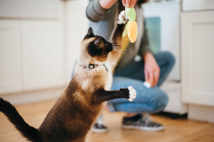 P.L.A.Y. Feline Frenzy Purrfect Picnic Toy Set - cat reaching up with claws out to get the corn toy from parents dangling from hand in kitchen