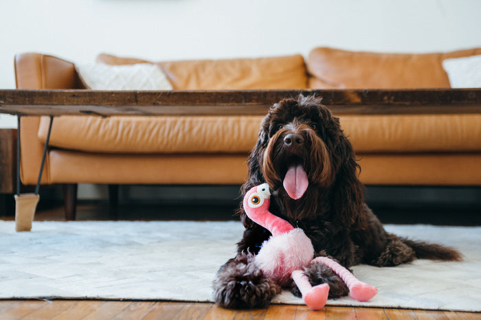 P.L.A.Y. Fetching Flock Flora the Flamingo Toy - brown fluffy dog with flamingo toy between paws with tongue out in front of couch in living room