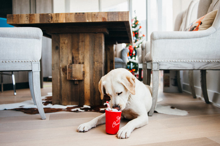 Holiday Classic Collection by P.L.A.Y. - Ho Ho Ho Hot Chocolate Toy with white lab nosing the top of it under the dining room table