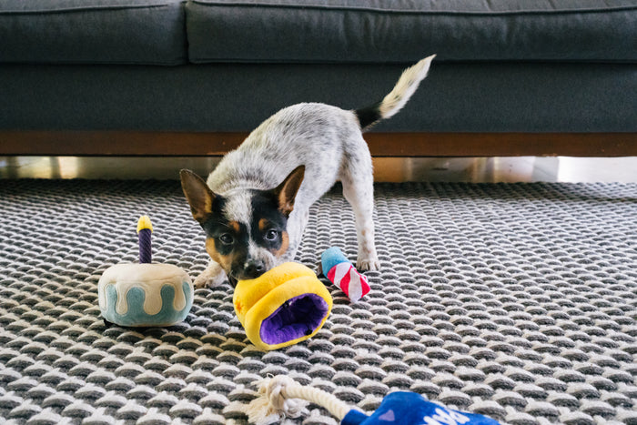 P.L.A.Y. Mini Party Time Collection - Canine Crown Toy being bit by a small black and gray dog with other party toys surrounding it in the living room