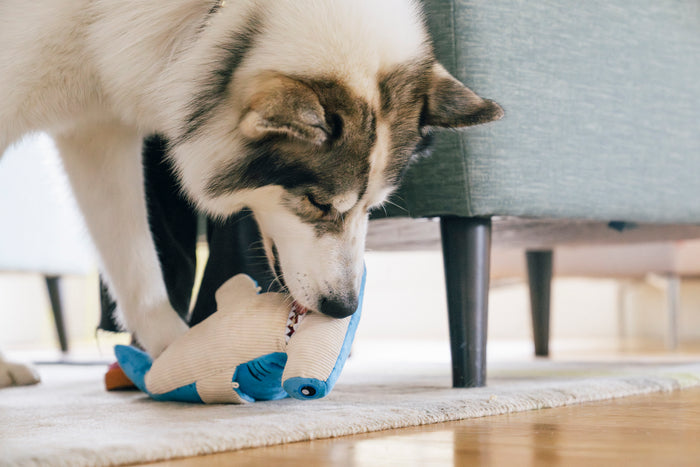 Dog licking out the treats of the mouth of Play’s Ocean Buddies Bonk the Hammerhead dog toy on the living room floor.