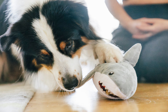 Dog playing with Play’s Ocean Buddies Great White Gabe shark toy on a wooden floor trying to get treats out