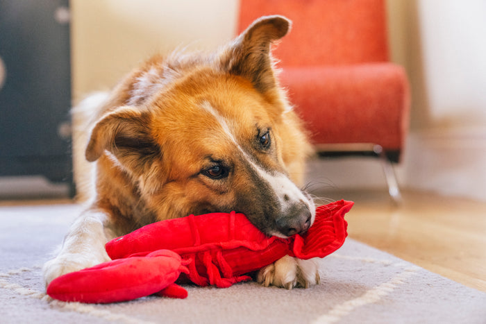 Dog playing with Play’s Ocean Buddies Lemmy the Lobster dog toy on a carpeted floor.