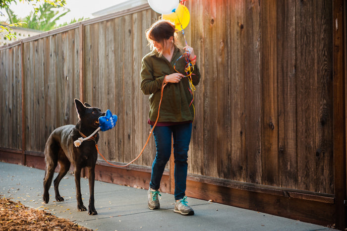 P.L.A.Y. Party Time Best Day Ever Balloon Toy - beautiful black dog holding it in her mouth walking down the sidewalk and looking up at dog mom carrying balloons