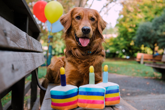 P.L.A.Y. Party Time Bone-appetite Cake Toy - piece seperated and in front of happy Golden Retriever laying on a park bench with balloons in the background