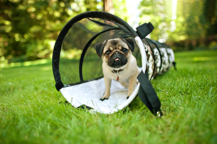 P.L.A.Y. Tunnel outdoors with Momo the Pug puppy standing in it