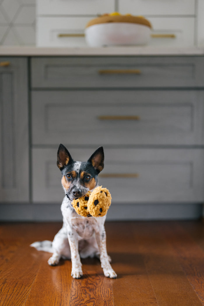 P.L.A.Y.'s Pup Cup Cafe Collection - Mini Cookies n' Treats Toy in mouth of small dog in front of kitchen cabinets