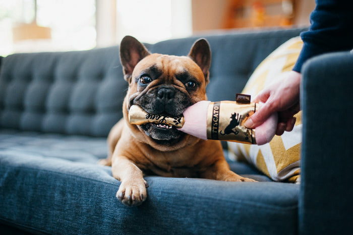 P.L.A.Y. Puppy Love Collection - Barking Bubbly Toy tip of bottle in Frenchie's mouth on a blue couch