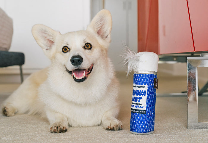 Corgi posing alongside the 80s Classics Toy Collection by P.L.A.Y. - Pawqua Net Toy