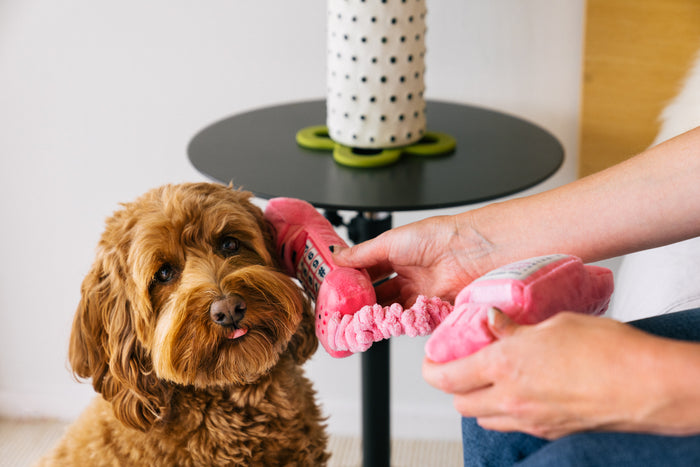 human holding phone up to dog's ear with 80s Classics Toy Collection by P.L.A.Y. - Paw Talk toy
