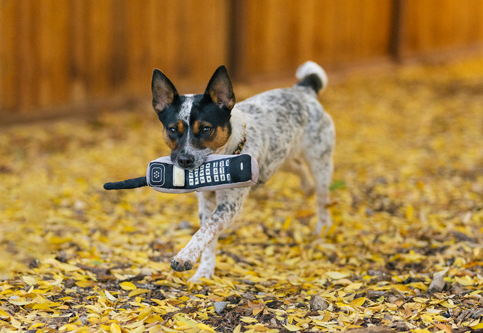 P.L.A.Y. 90s Classics - Dog running with 90s are Calling Phone Toy in mouth