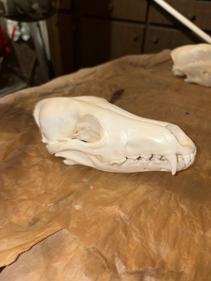 Eastern Coyote Skull - Natural Matte Finish