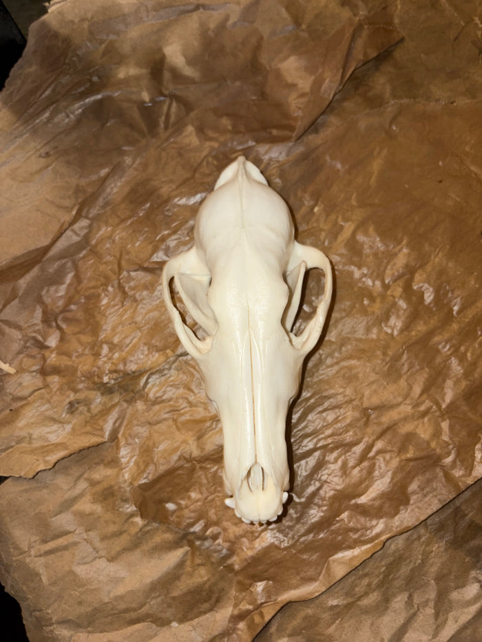 Eastern Coyote Skull - Natural Matte Finish