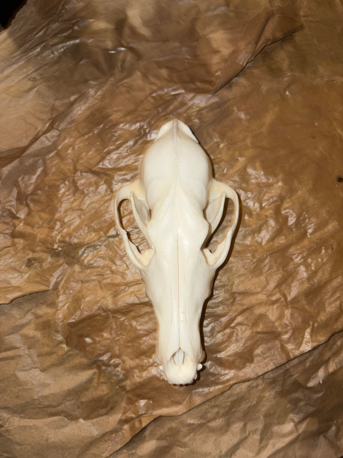 Eastern Coyote Skull - Natural Matte Finish