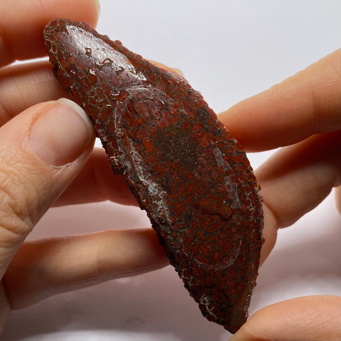 Agatized Dinosaur Bone — Utah