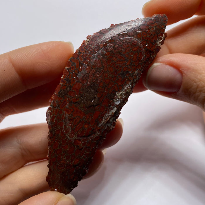 Agatized Dinosaur Bone — Utah