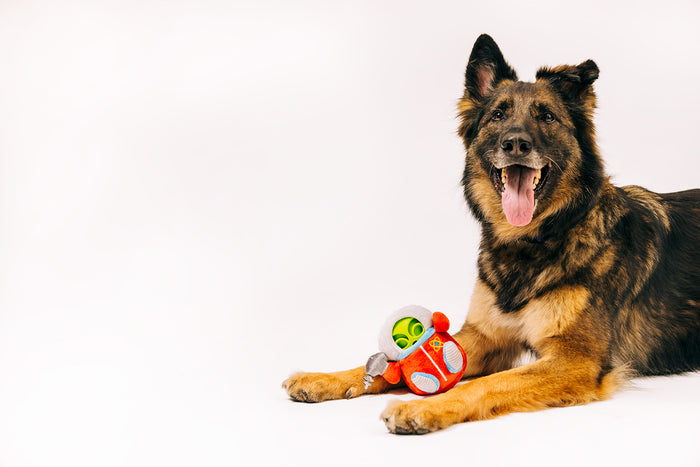 P.L.A.Y. Alien Buddies Astro Explorer Toy - big black and brown dog posing with toy between it's front paws while smiling into camera