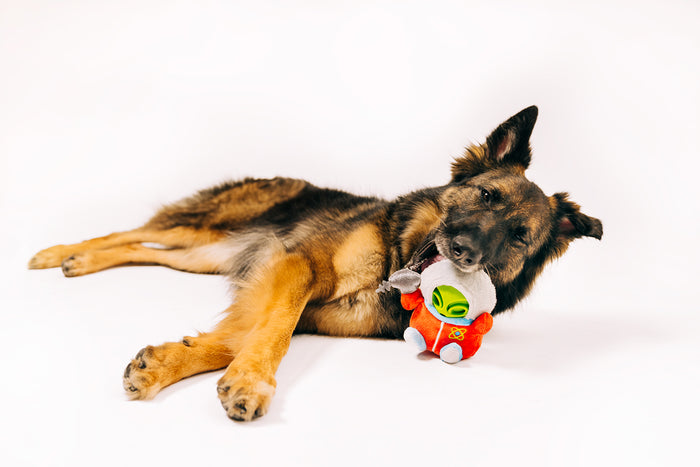 P.L.A.Y. Alien Buddies Astro Explorer Toy - big black and brown dog laying on its side with toy in mouth while looking into the camera