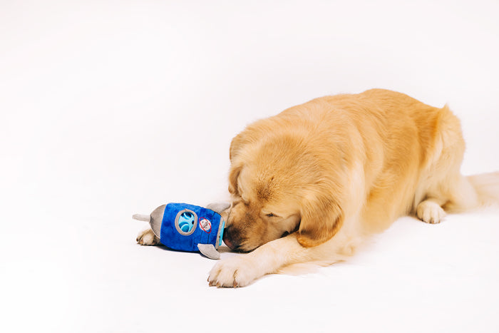 P.L.A.Y. Alien Buddies Starblaster Toy - golden retriever trying to sniff the treats on the bottom of the toy