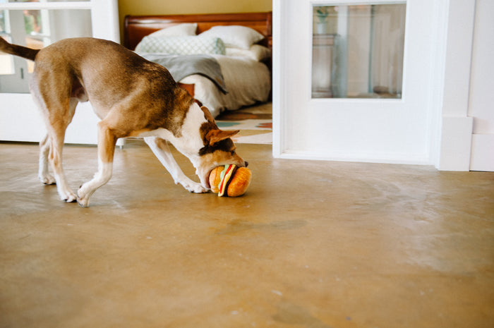 P.L.A.Y. American Classic Barky Burger Toy - in dog's mouth during playtime on concrete floor