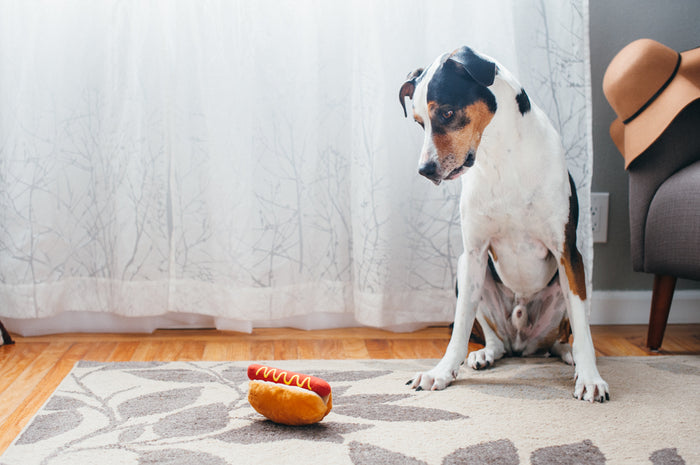 P.L.A.Y. American Classic Hot Diggy Dog Toy - big black and white dog sitting up staring at it on the floor