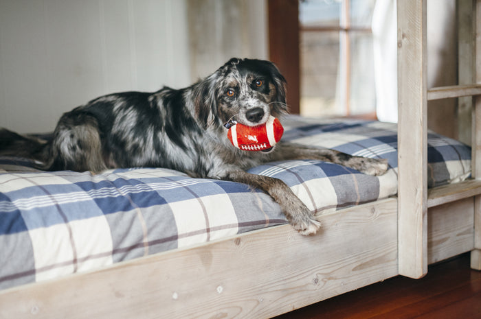 P.L.A.Y. Back To School Fido's Football Toy - black and gray fluffy dog sitting on plaid bunkbed with football in his mouth