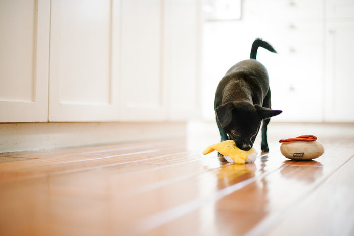 Barking Brunch Collection by P.L.A.Y. Benny's Benedict Toy small black dog playing with it in kitchen