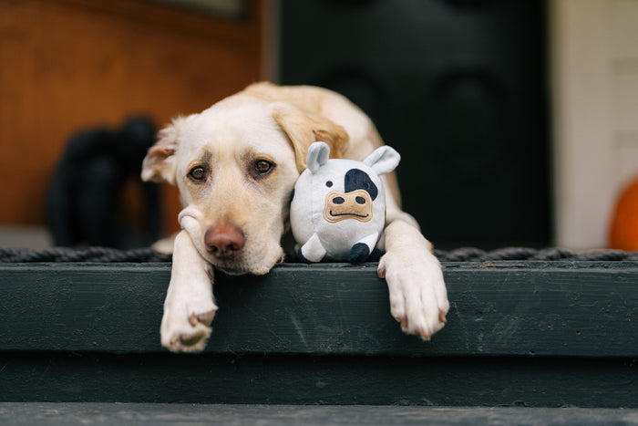 P.L.A.Y. Barnyard Buddies Cole the Cow hanging out on a deck outside next to the face of a yellow lab staring into the camera
