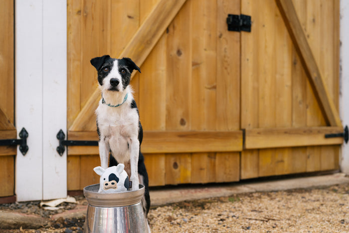 P.L.A.Y. Barnyard Buddies Cole the Cow  sitting on top of a steel barrel with a black and white dog perched up behind it in front of a barn