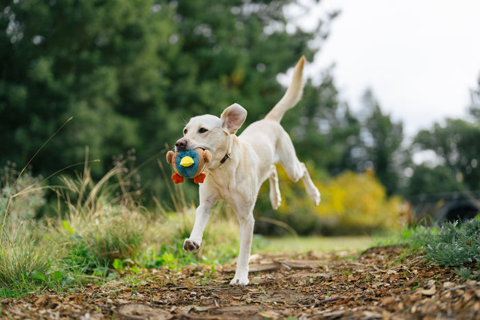 P.L.A.Y. Barnyard Buddies Dana the Duck toy in mouth of yellow lab running down a path outdoors
