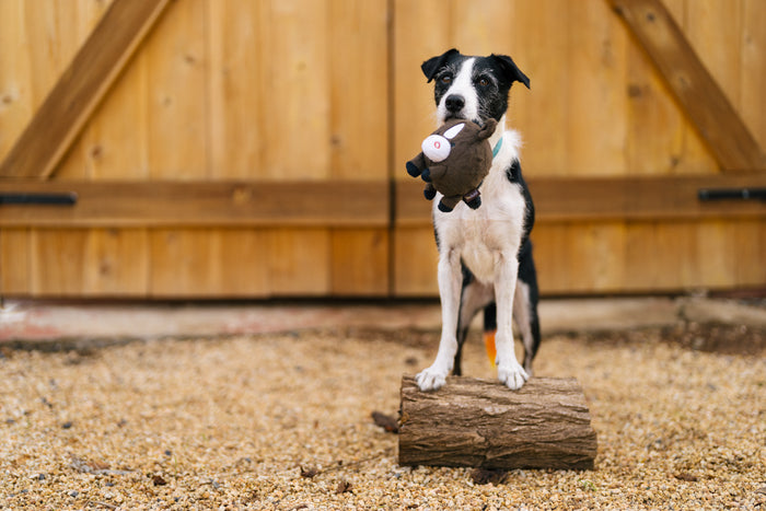 P.L.A.Y. Barnyard Buddies Harley the Horse in black and white dog's mouth standing on a log in front of a barn
