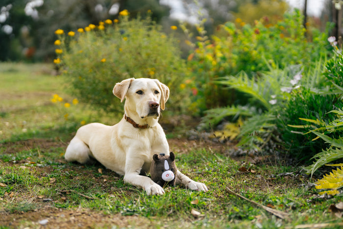 P.L.A.Y. Barnyard Buddies Harley the Horse sitting on grass in front of a yellow lab with both staring into the distance