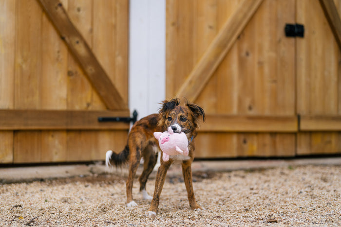 P.L.A.Y. Barnyard Buddies Paul the Pig being carried in the mouth by a small brown and black dog in front of a barn