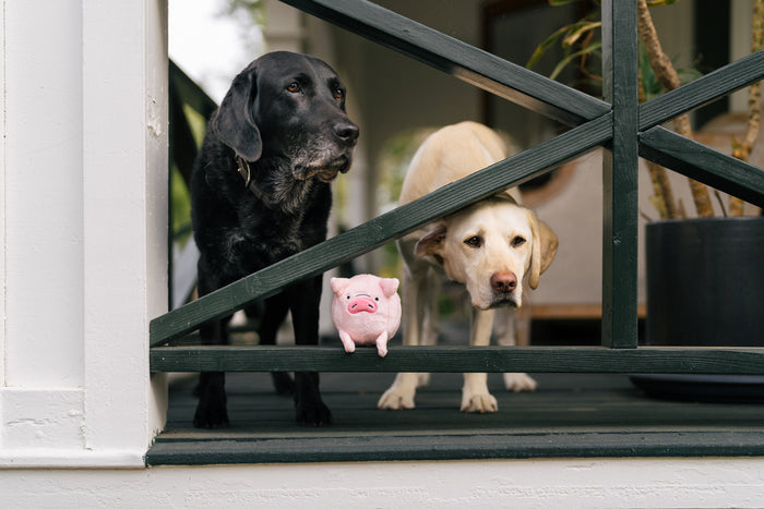 P.L.A.Y. Barnyard Buddies Paul the Pig  - sitting on a balcony beam with a black lab and yellow lab peering through the rails.