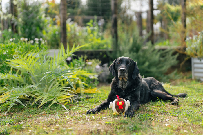 P.L.A.Y. Barnyard Buddies Ryan the Rooster - outside on the grass in between a black lab's paws