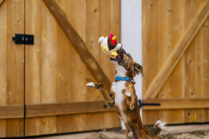 P.L.A.Y. Barnyard Buddies Ryan the Rooster - falling through the sky into a brown dogs mouth in front of a barn while playing fetch