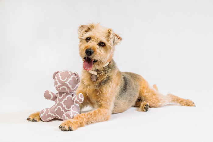 Dog with P.L.A.Y. Upcycled Zoo Pal Bear plush toy on a white background