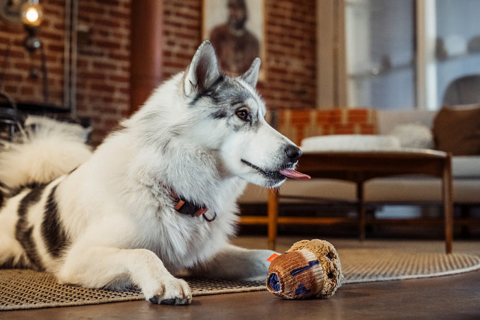 A fluffy white-and-gray dog lies on a woven rug in a living room, looking to the side with its tongue out, next to the Play Berry Blast Muffin, a plush, muffin-shaped dog toy.