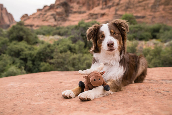P.L.A.Y. Big Five of Africa Collection - Cape Buffalo Toy on top of a rock in between brown and white aussie pup staring at the camera