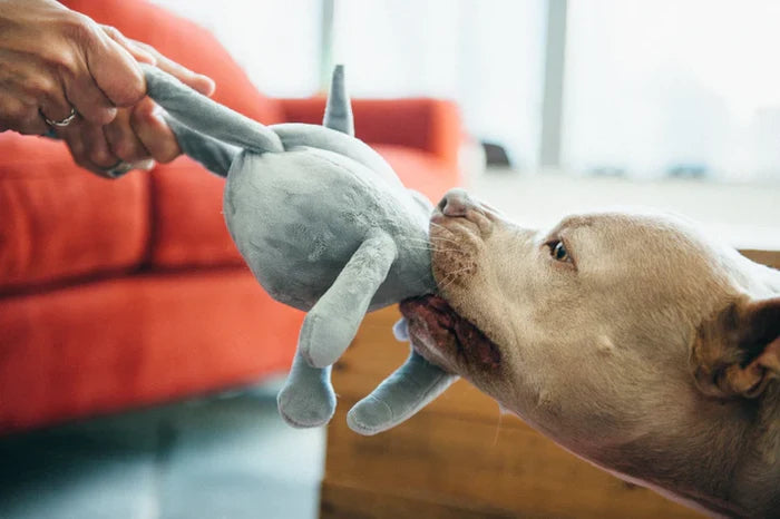 P.L.A.Y. Big Five of Africa Collection - Elephant Toy behind tugged on with human and dog in front of a red couch