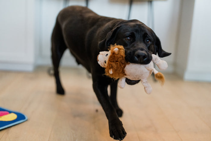 P.L.A.Y. Big Five of Africa Collection - Lion Toy in mouth of black lab coming toward  camera to play