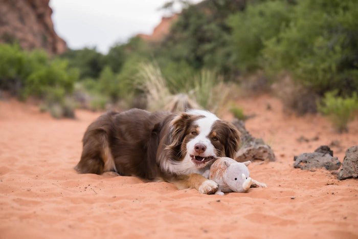 P.L.A.Y. Big Five of Africa Collection - Rhino Toy on a sandy trail in Utah where a dog is laying down chewing on it's tail during playtime