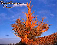 Bristlecone  Magnet-QTY=10