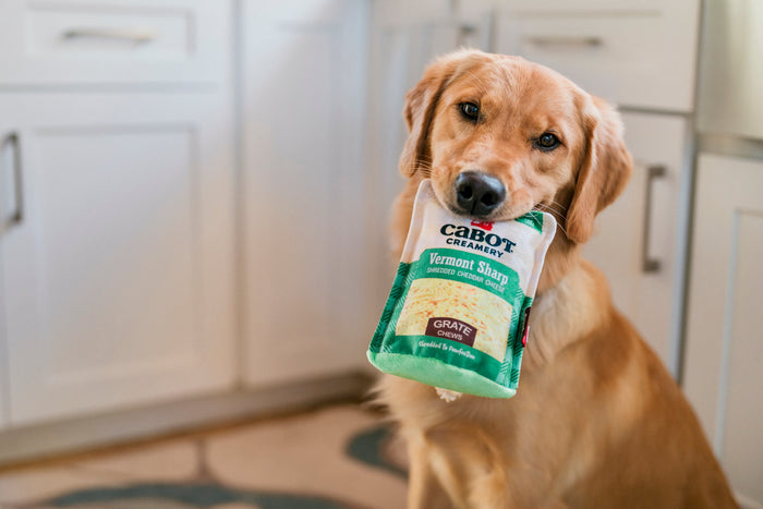 Dog holding a Cabot Creamery x Play Vermont Cheddar Shredder dog toy inspired by a bag of shredded cheese in its mouth inside a kitchen.
