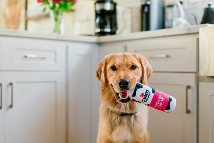 Dog holding a Cabot Creamery x Play Whipped Cream Crinkler dog toy in its mouth in a kitchen setting