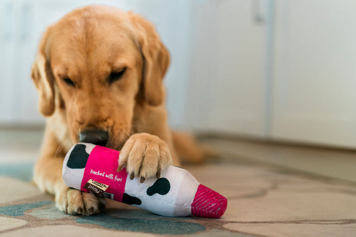 Dog playing with a Cabot Creamery x Play Whipped Cream Crinkler dog toy on a wooden floor